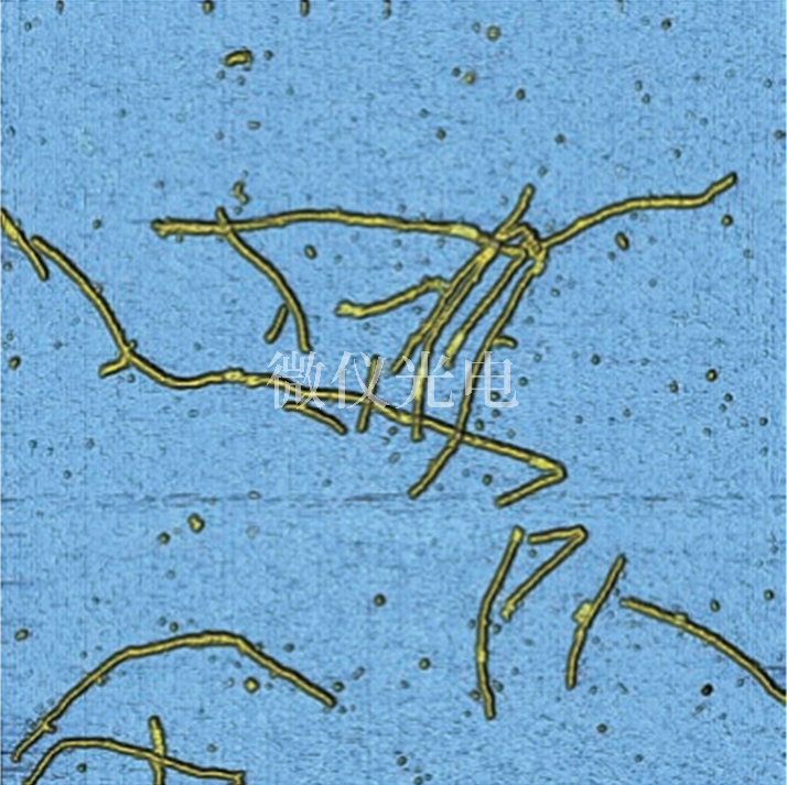 AFM原子力显微镜应用于生物领域各个方面